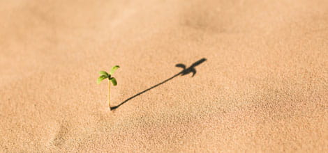 Tiny plant in desert